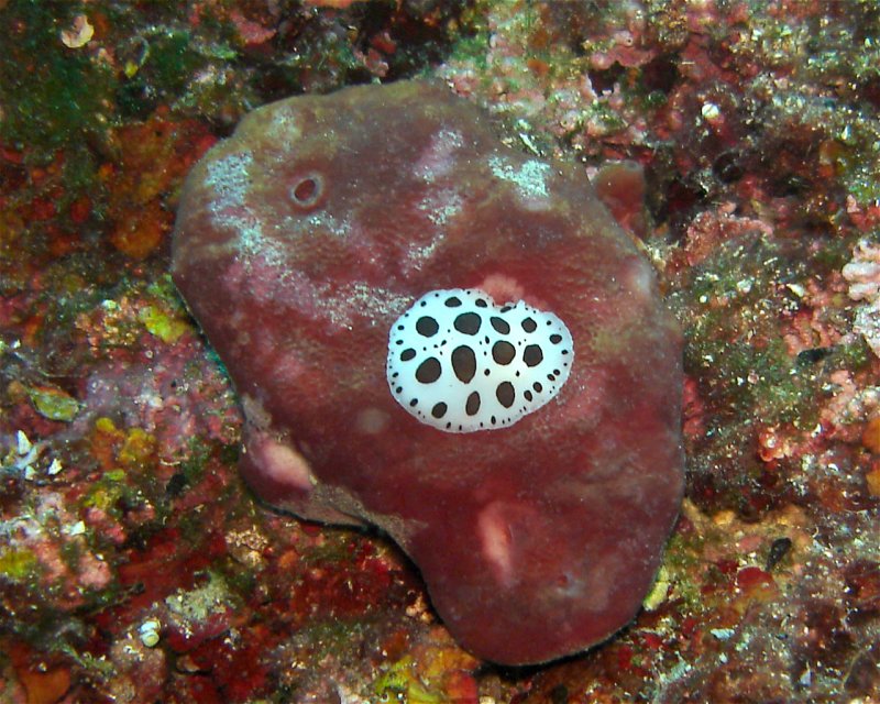 Divesite Image