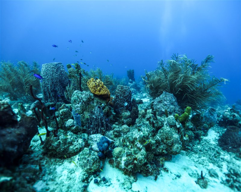 Divesite Image