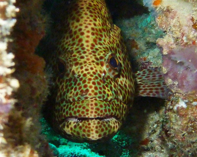Divesite Image