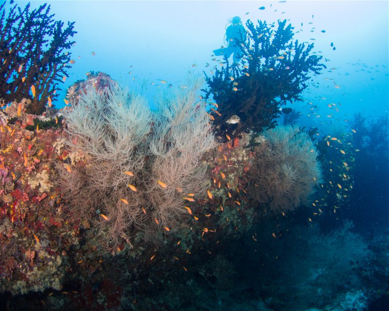 Divesite Image