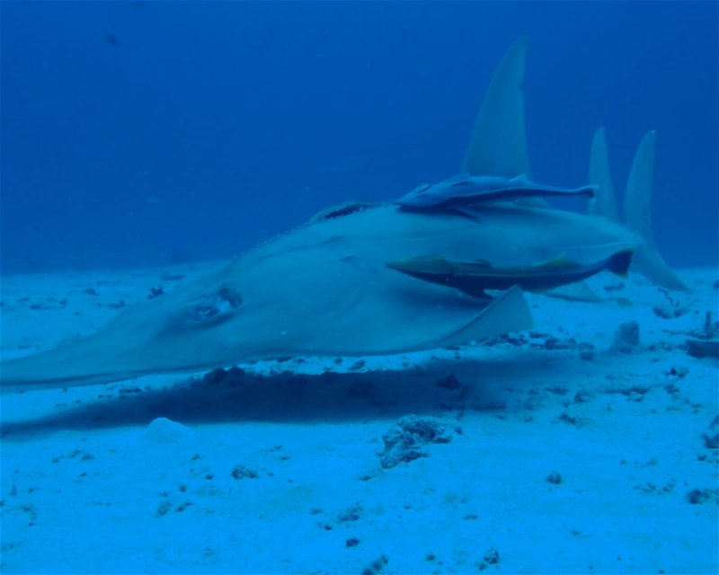 Divesite Image