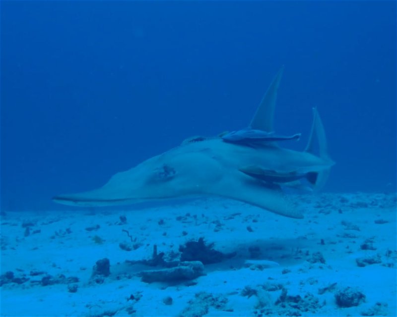 Divesite Image