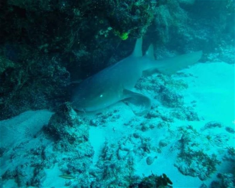 Divesite Image
