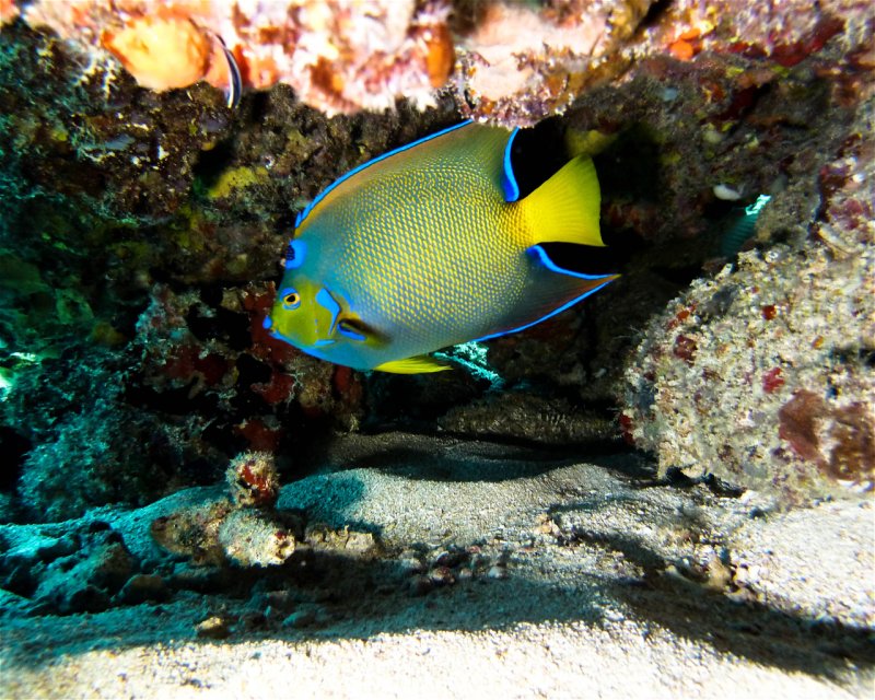 Divesite Image