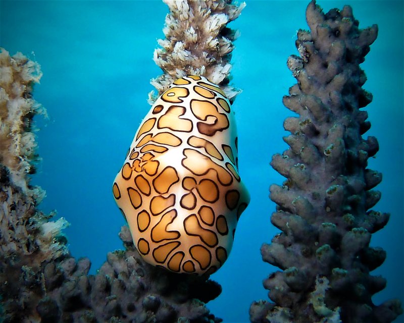 Divesite Image