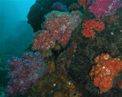 Forêt de Corail <span class="text-color-primary text-sm"> (★3.8)</span>