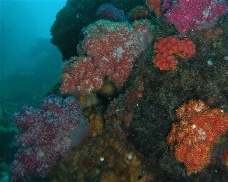 Divesite Image