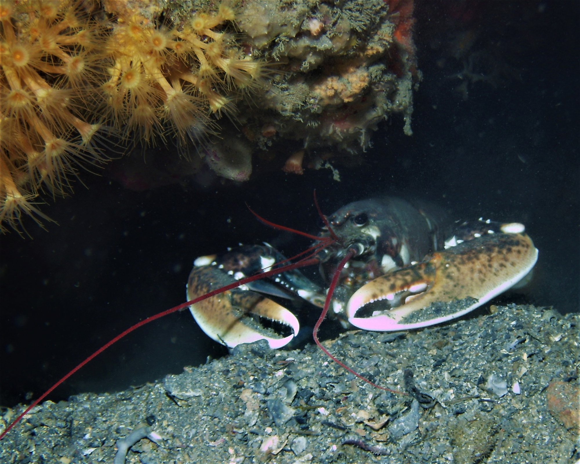 DIVING CENTER SERVICE NEREO SUB, 17028 SPOTORNO