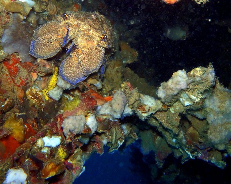 Divesite Image