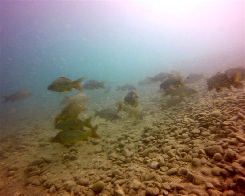 Divesite Image