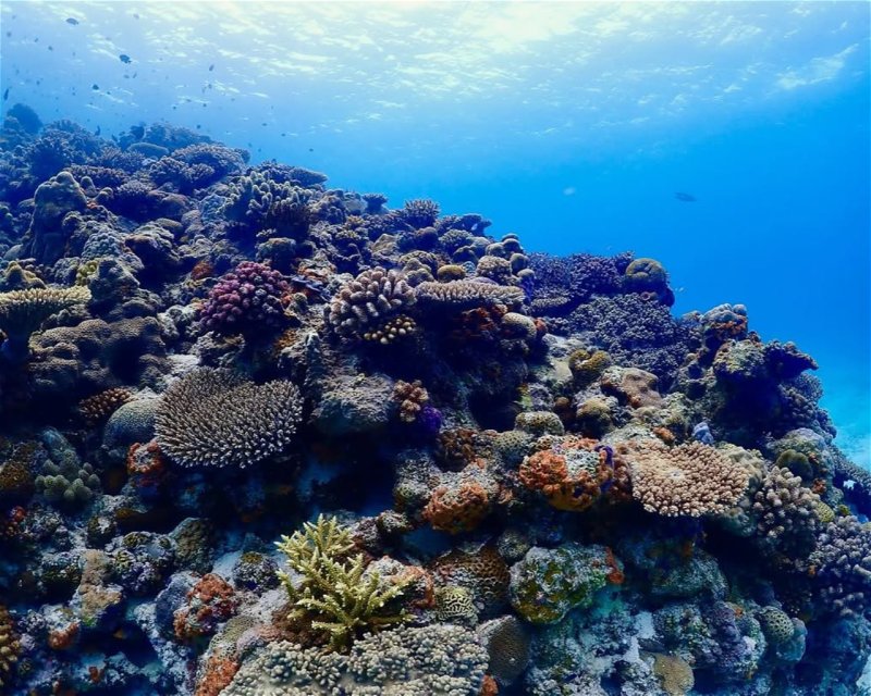 Divesite Image