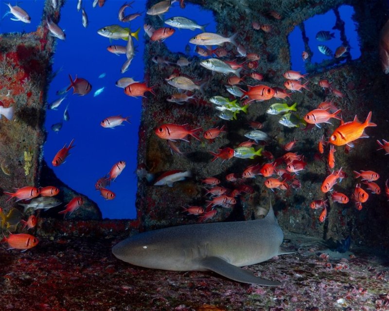 Divesite Image