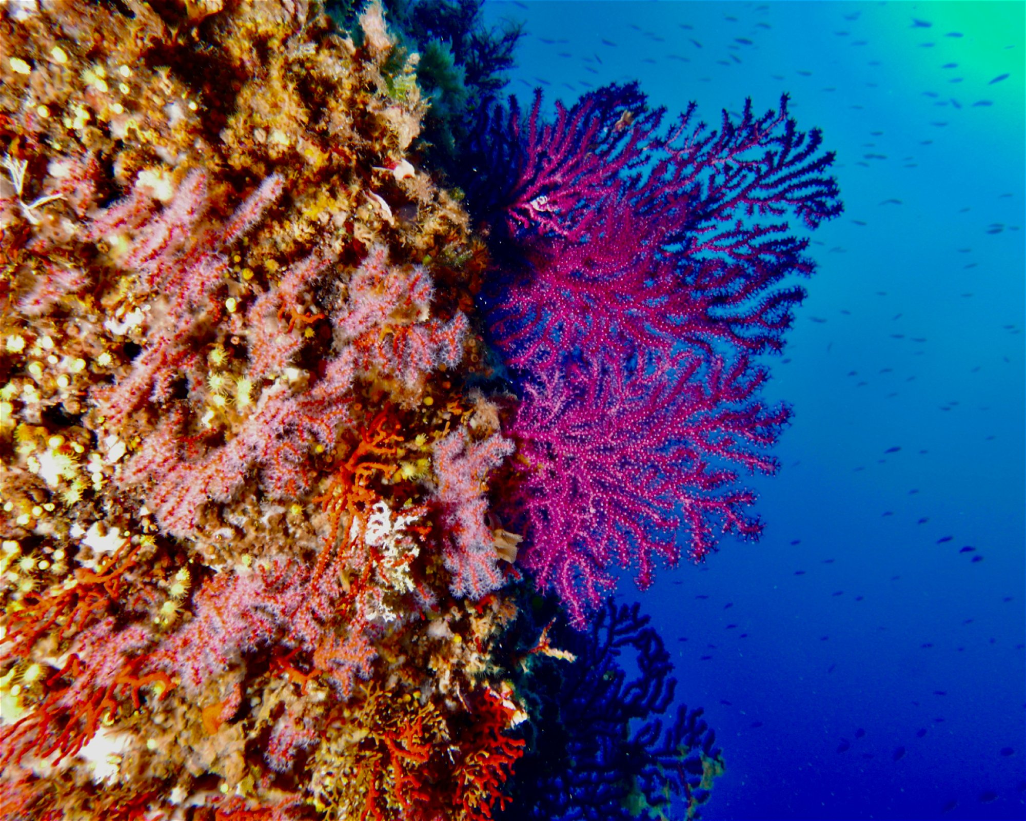 MASSUB DIVING CENTER - PORTOFINO, 16033 LAVAGNA