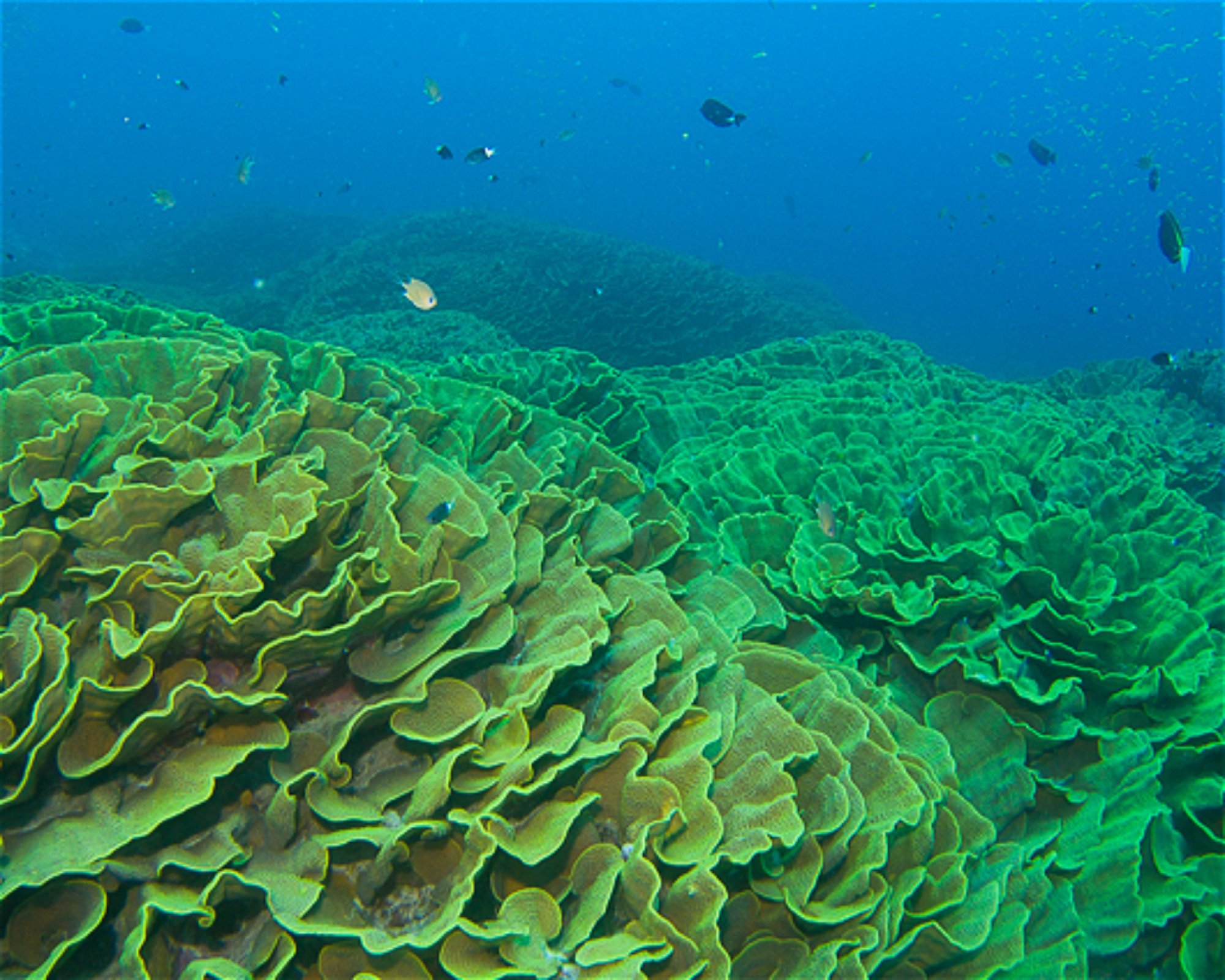 COCOS DIVE, 6799 COCOS K ISLANDS