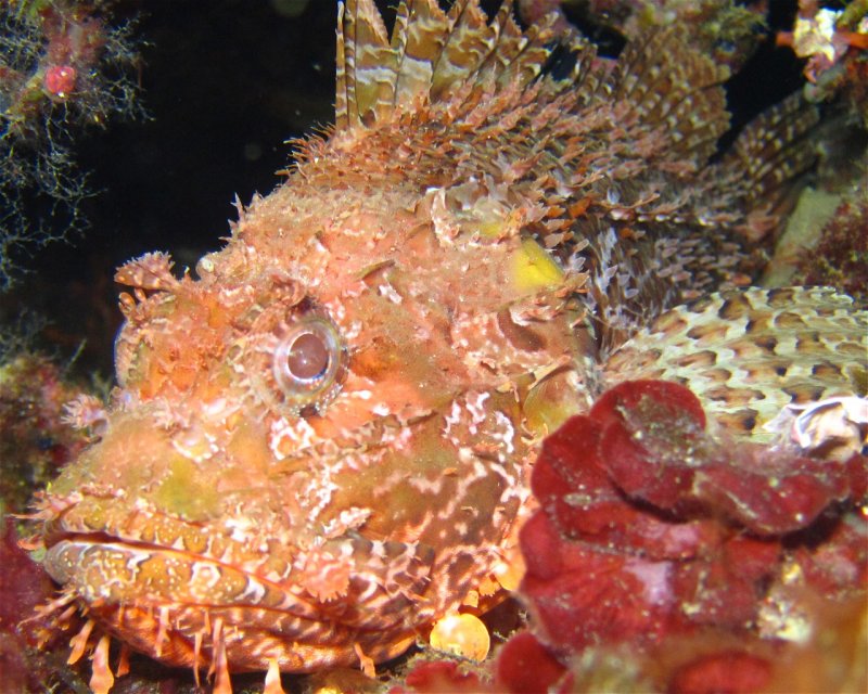 Divesite Image