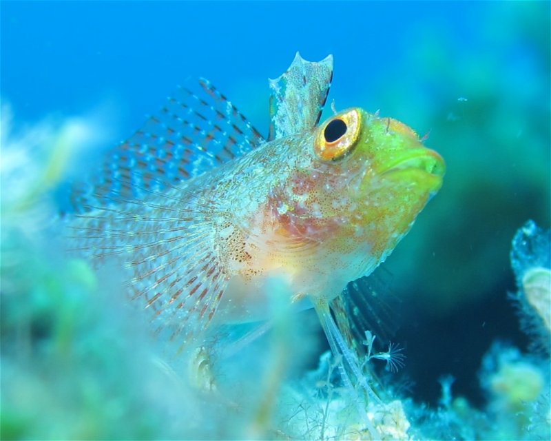 Divesite Image