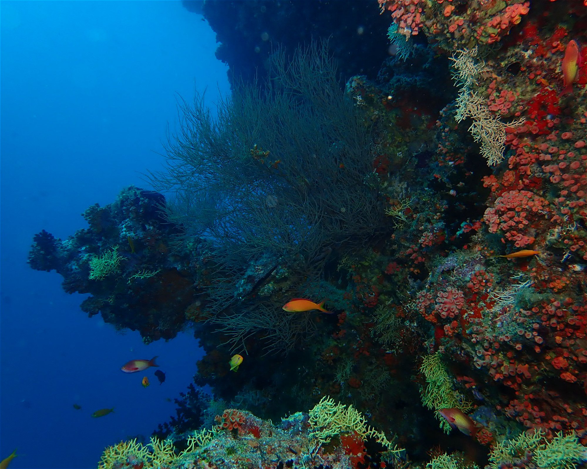 Dive Mission Joy, K. kasanfaru Lagoon