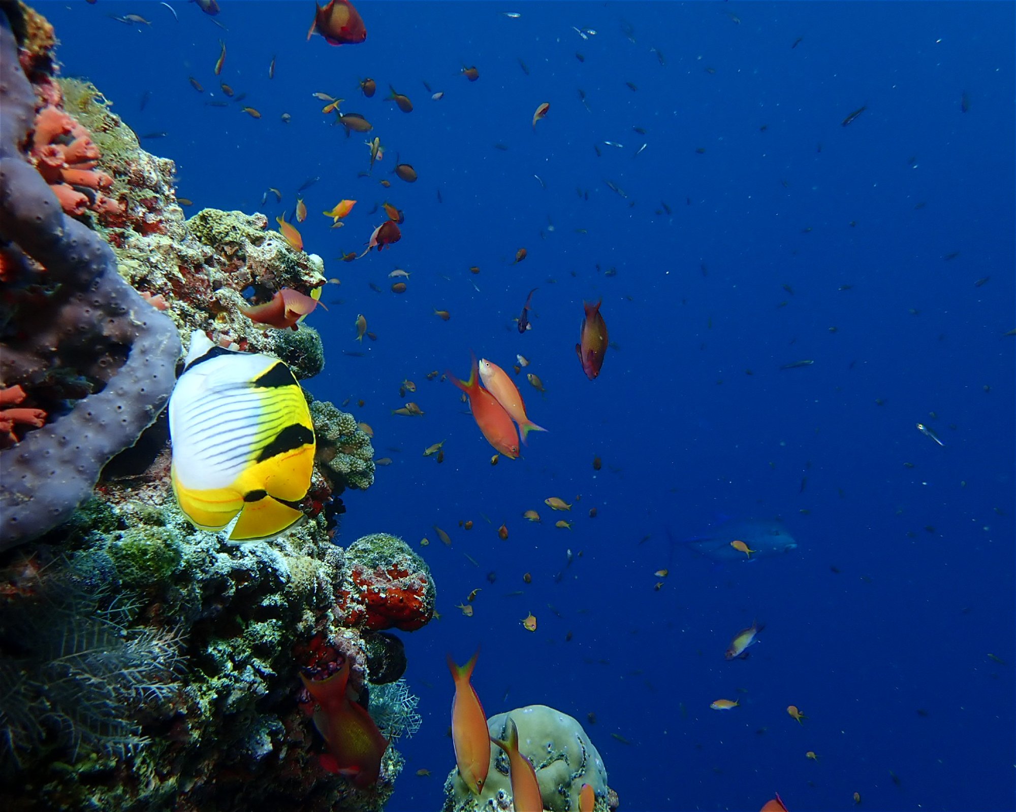 Dive Mission Joy, K. kasanfaru Lagoon