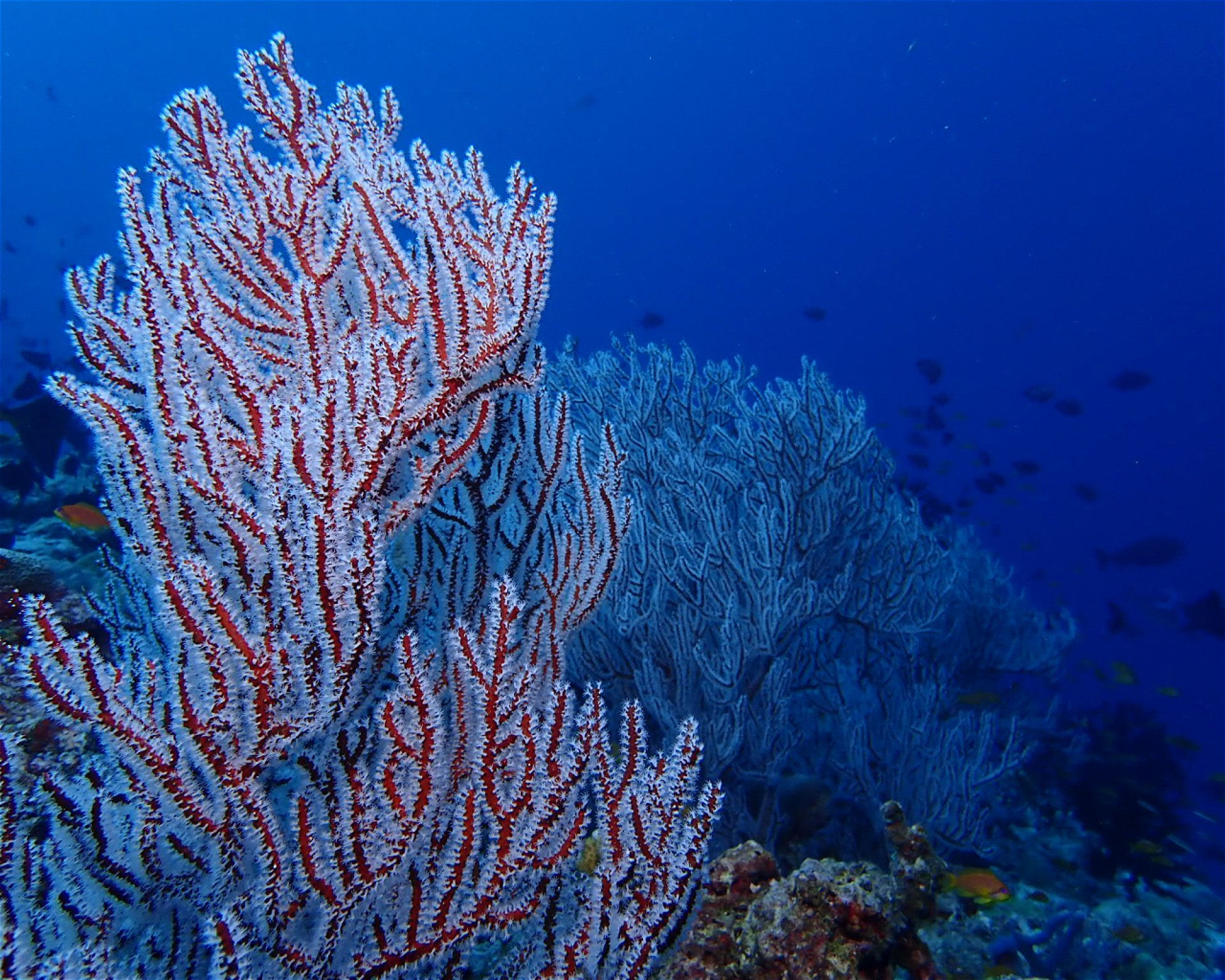 Dive Mission Joy, K. kasanfaru Lagoon