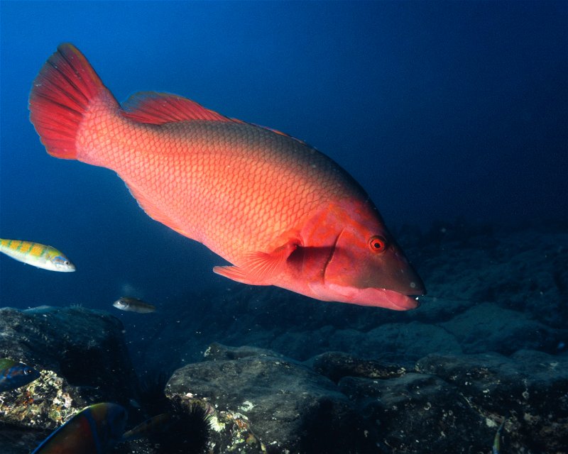 Divesite Image