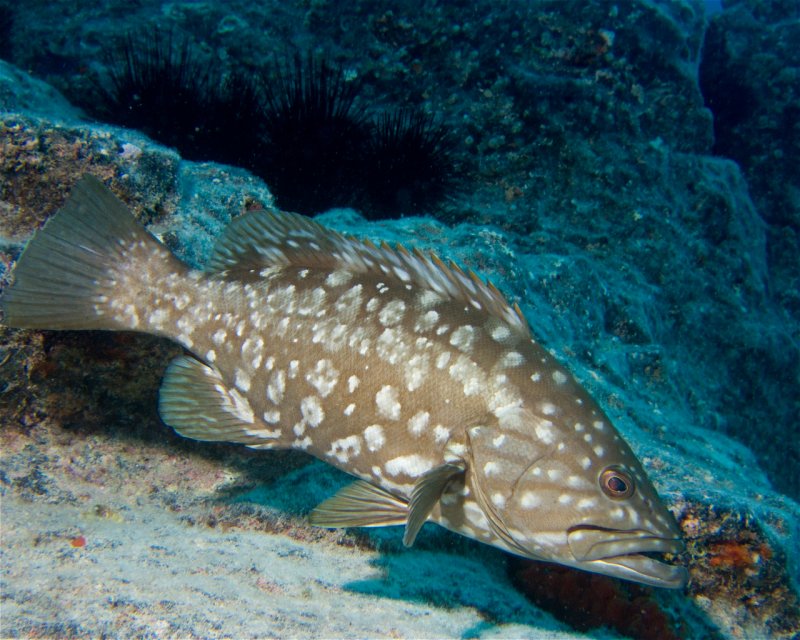 Divesite Image