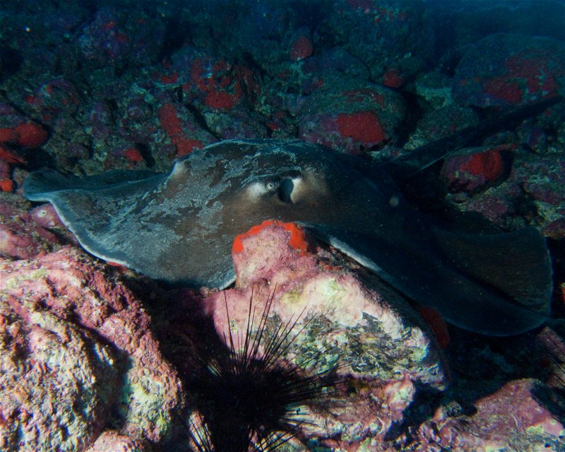 Divesite Image