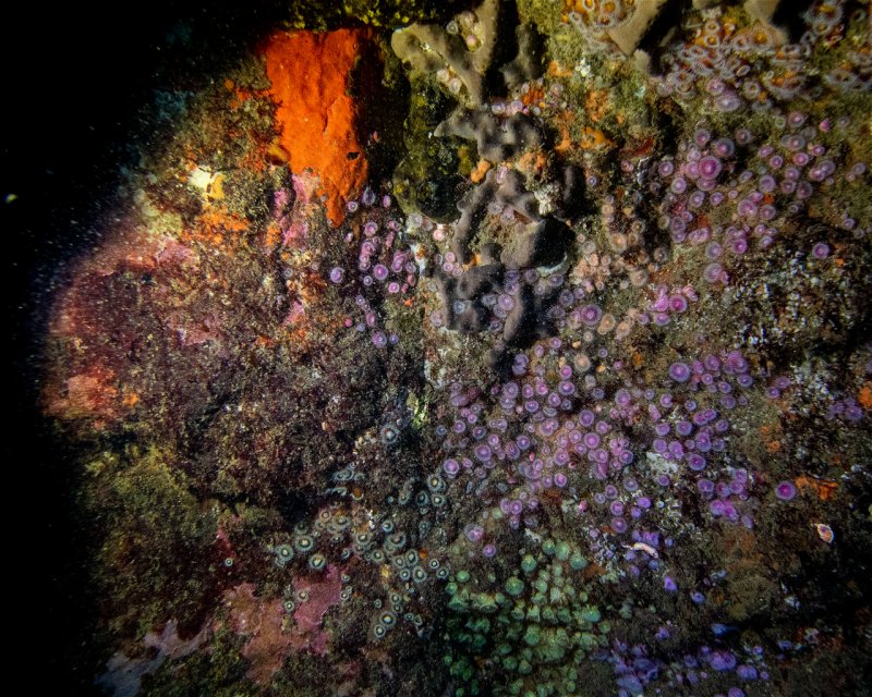 Divesite Image