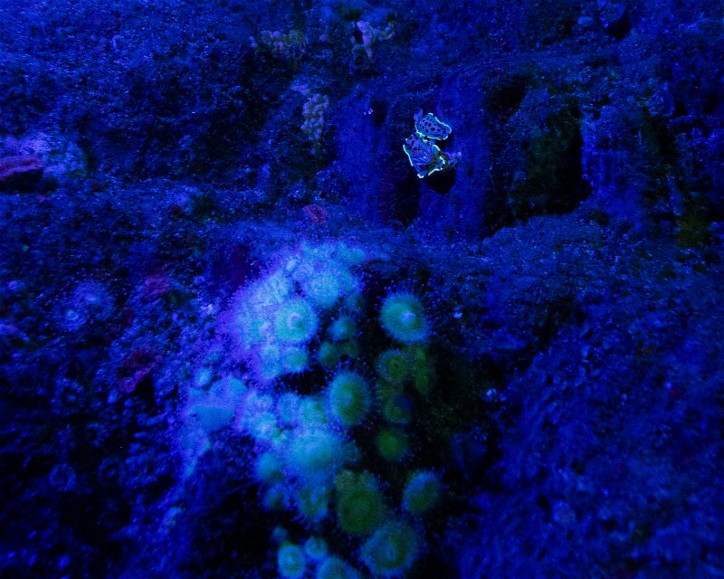 Divesite Image