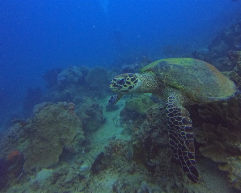 Divesite Image