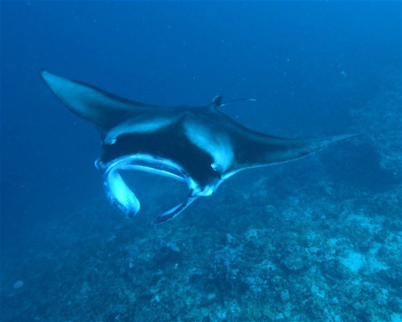 Divesite Image