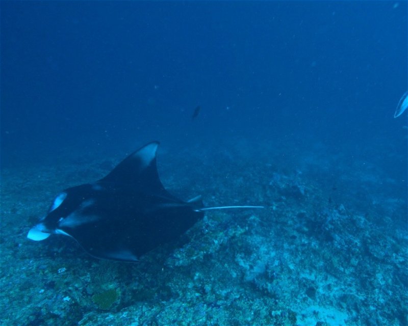 Divesite Image