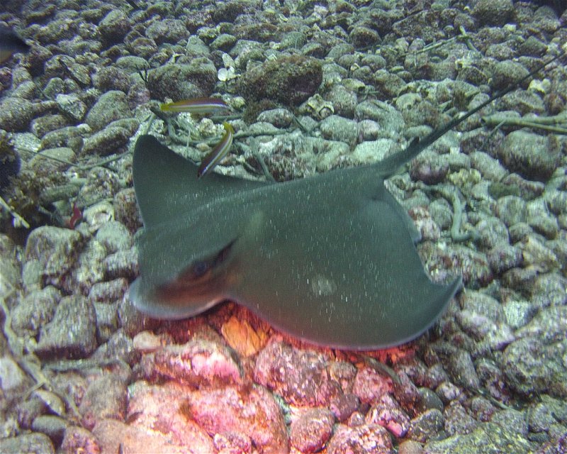 Divesite Image