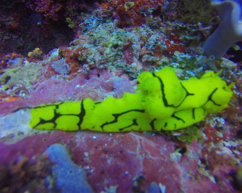 Divesite Image