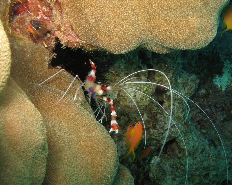 Divesite Image