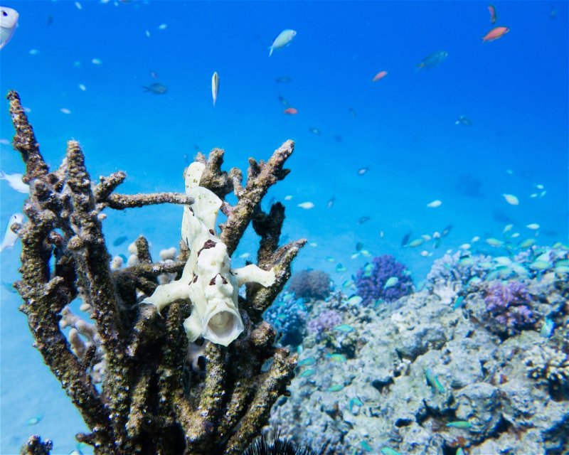 Divesite Image