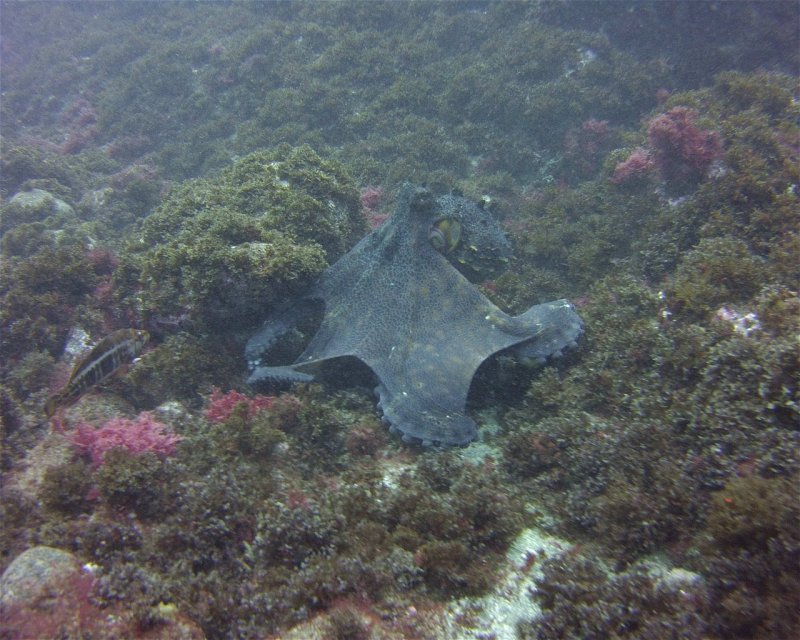 Divesite Image