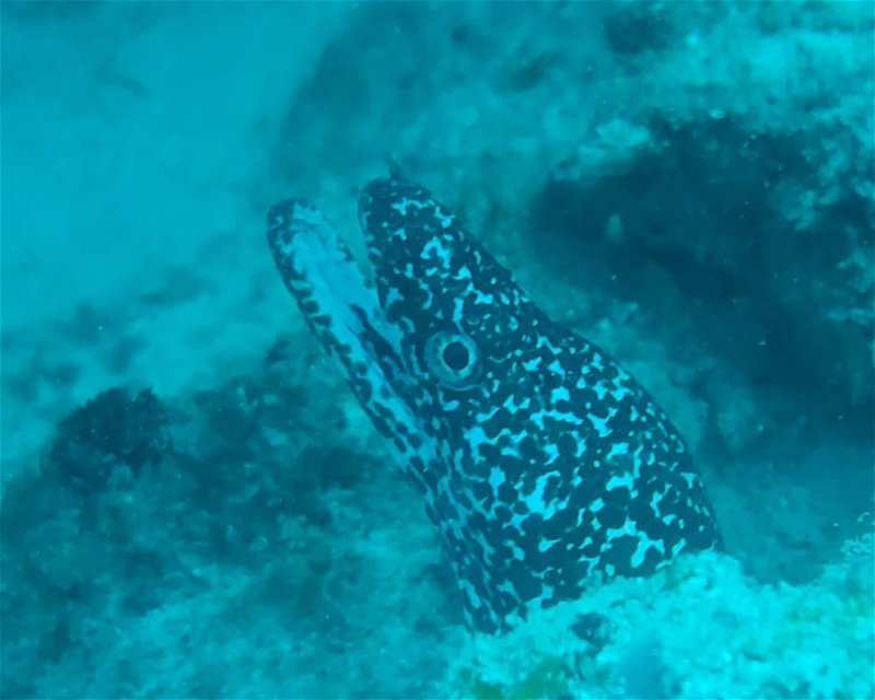 Divesite Image