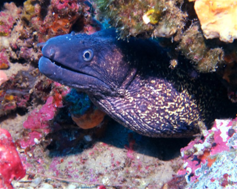 Divesite Image