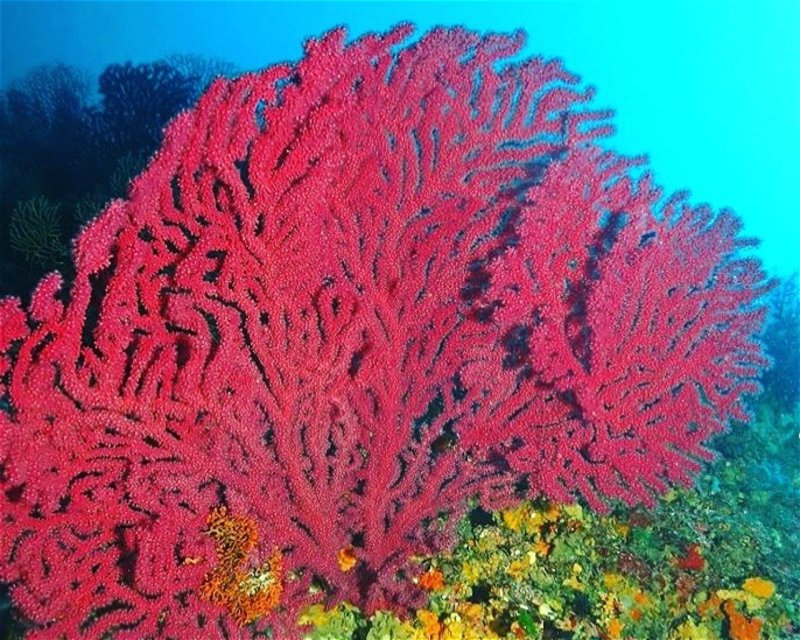 Divesite Image