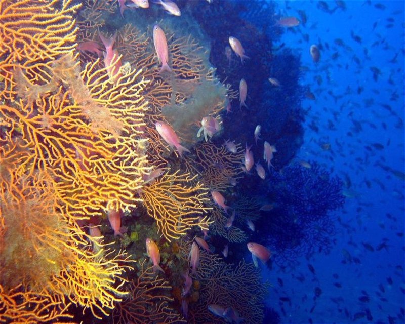 Divesite Image