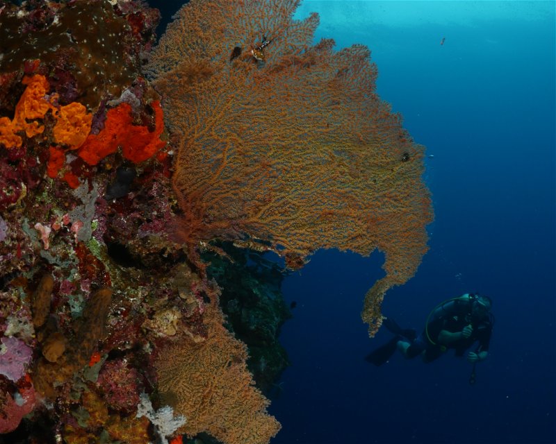 Divesite Image