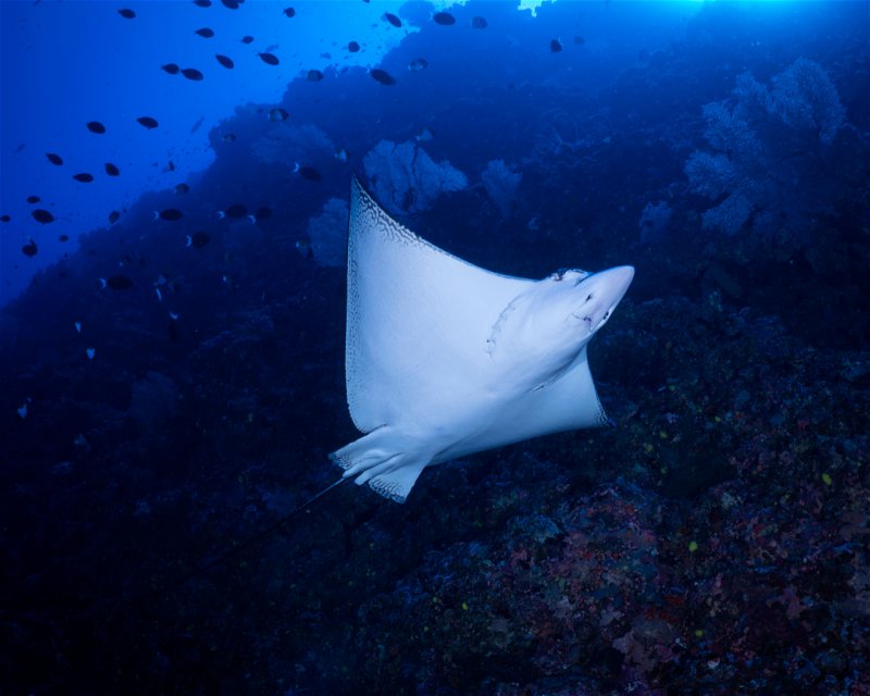 Divesite Image