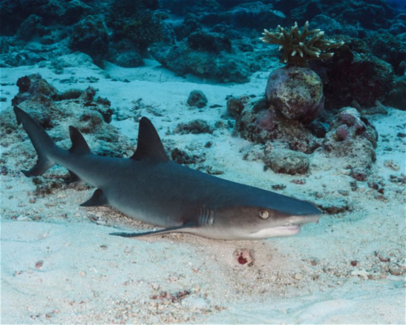 Divesite Image