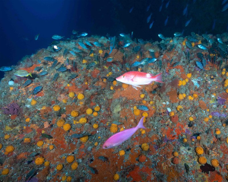 Divesite Image