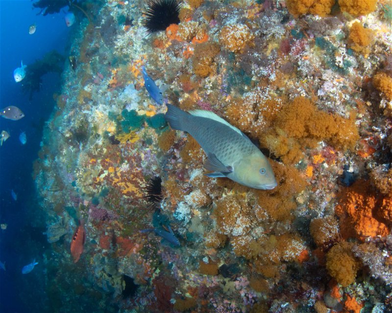 Divesite Image