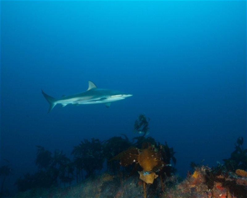 Divesite Image