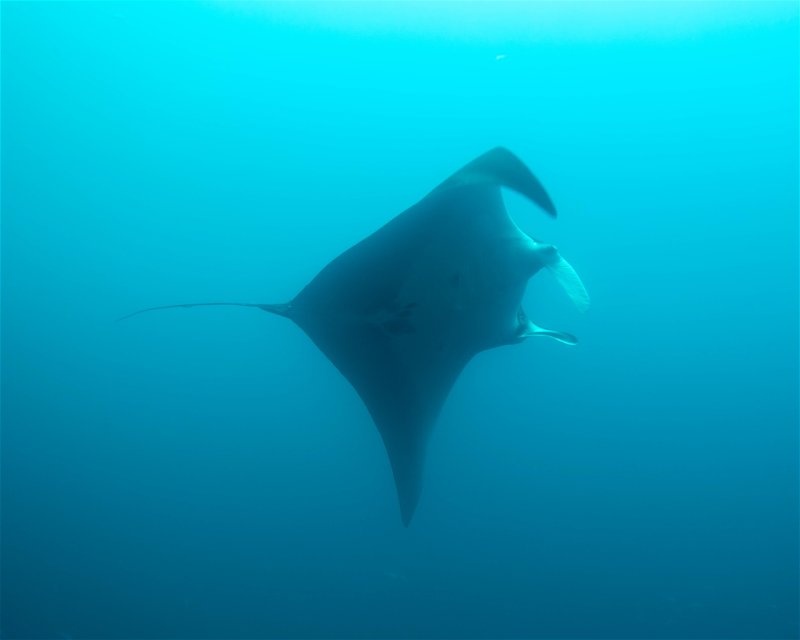 Divesite Image