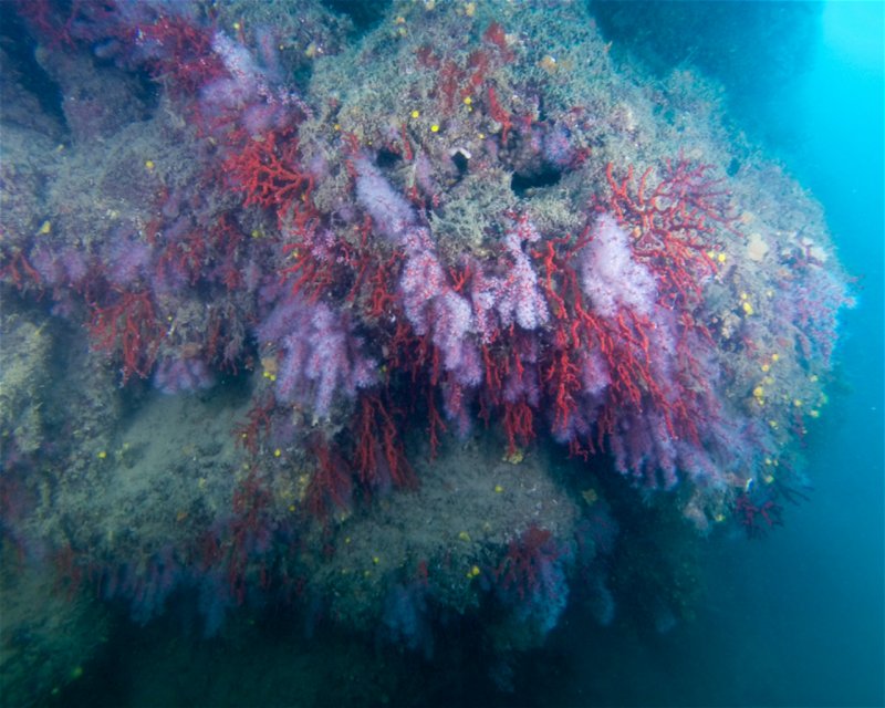 Divesite Image