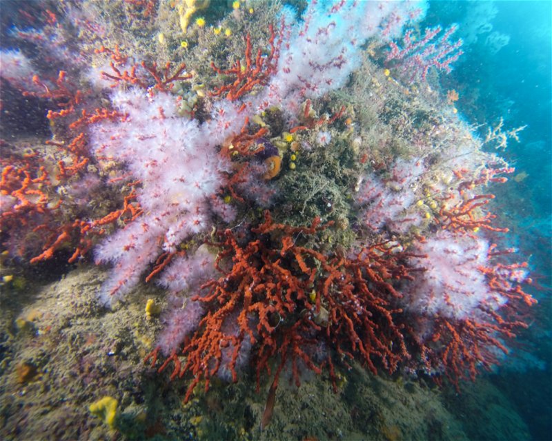 Divesite Image