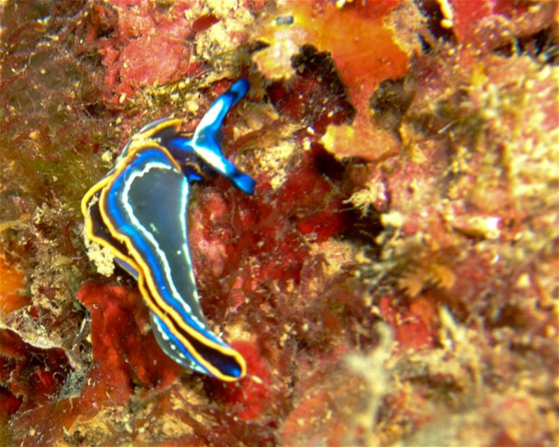Divesite Image